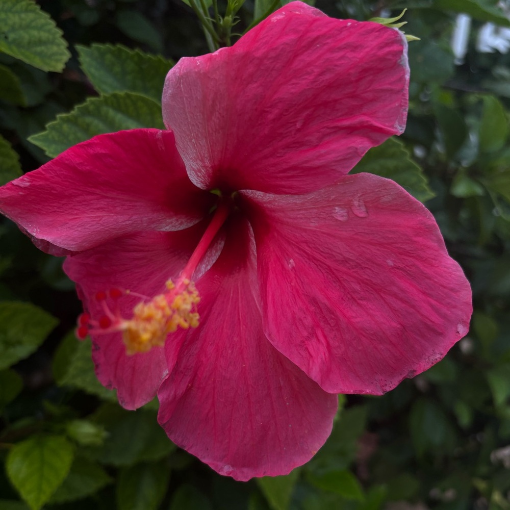 Meet your Posher, Meekah